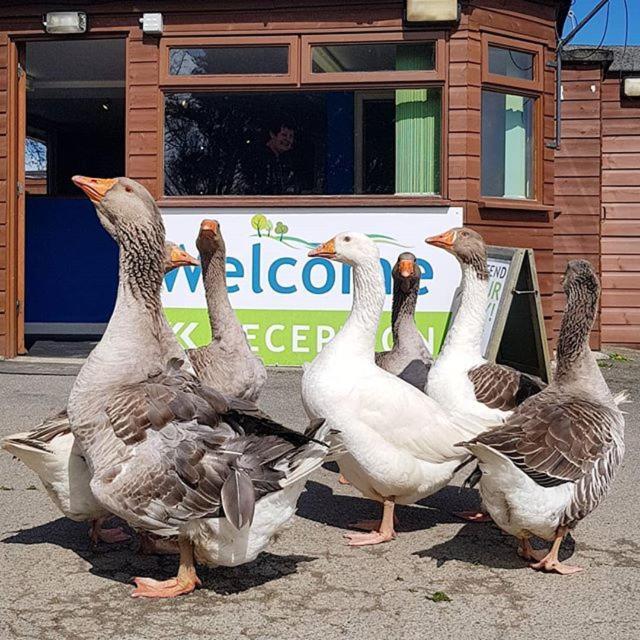 Trevella Holiday Park Newquay  Luaran gambar